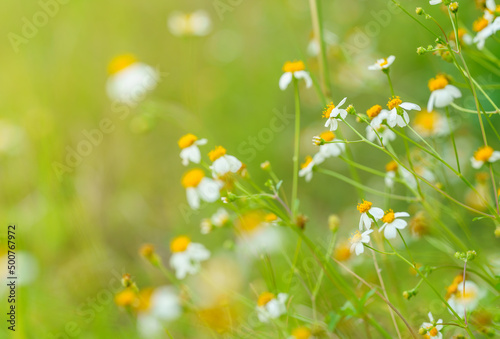 Closeup of beautiful mini white flower with yellow pollen under sunlight with copy space using as background green natural plants landscape, ecology wallpaper page concept.