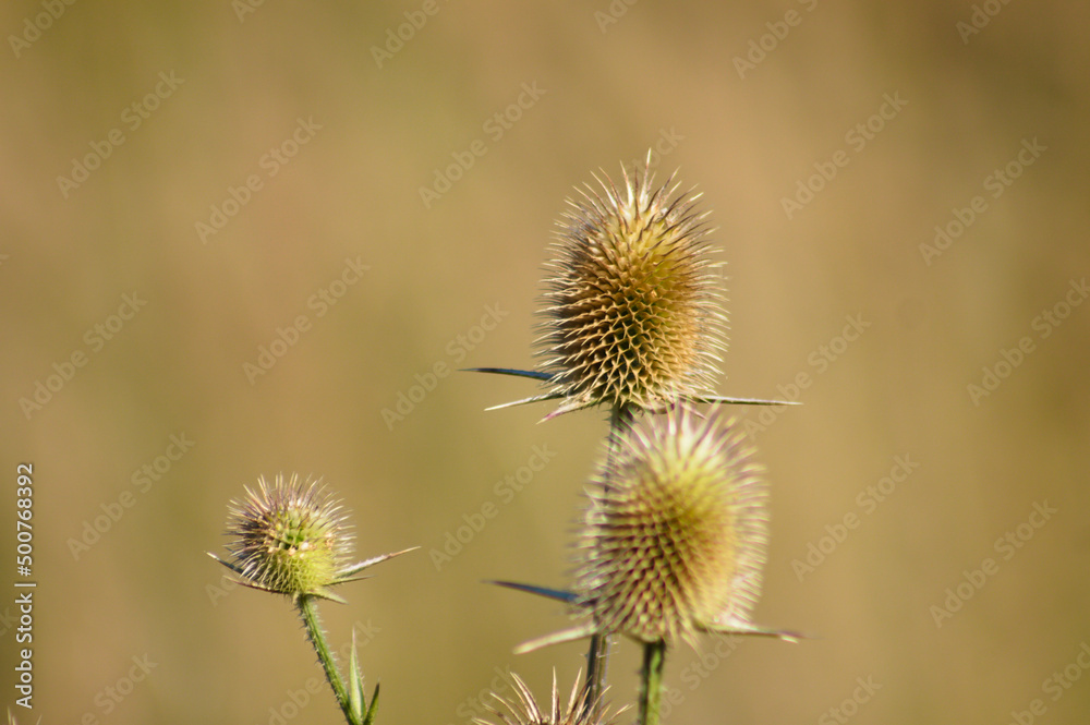 Closeup of brown cutleaf teasel seeds with other blurred plants on background Closeup of brown cutleaf teasel seeds with other blurred plants on background