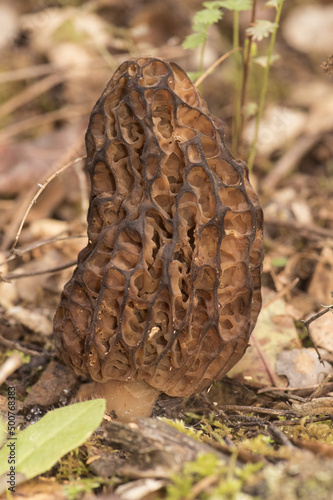 Morchella sp spring mushrooms with the appearance of honeycomb, dark brown or light brown, sheets forming cells and trabeculae