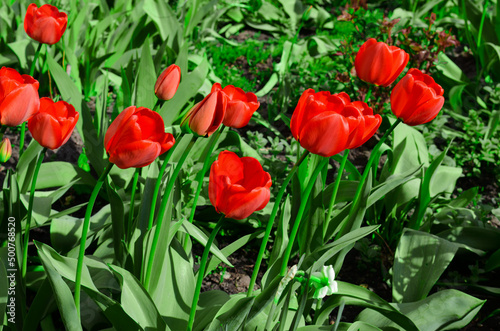 Red tulips on a green lawn