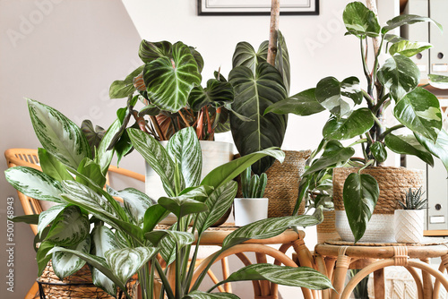 Urban jungle. Different tropical houseplants like Philodendron or Chinese Evergreen in basket flower pots on wooden tables photo