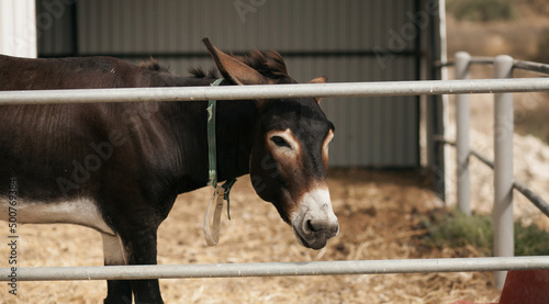 Picture of a funny donkey