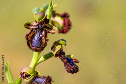 Wild orchid, scientific name; Ophrys speculum photo