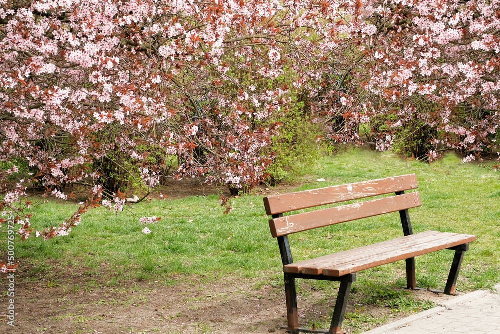 blooming trees. bench against the backdrop of flowering trees. blooming trees. bench against the backdrop of flowering trees.