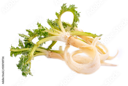 Scolymus hispanicus plant (Turkish name; Sevketi Bostan) on the white background photo
