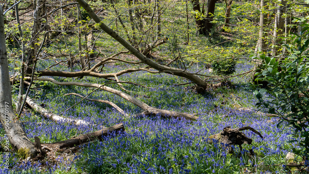 Fototapeta premium Bluebells in the woods