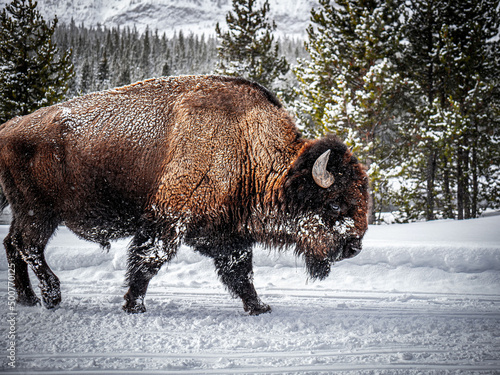 Fényképezés Yellowstone Bison