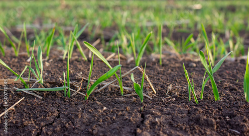 Barley sprouts germinate from the soil in the field. Row of sprouted grain, leaves of agricultural plants.