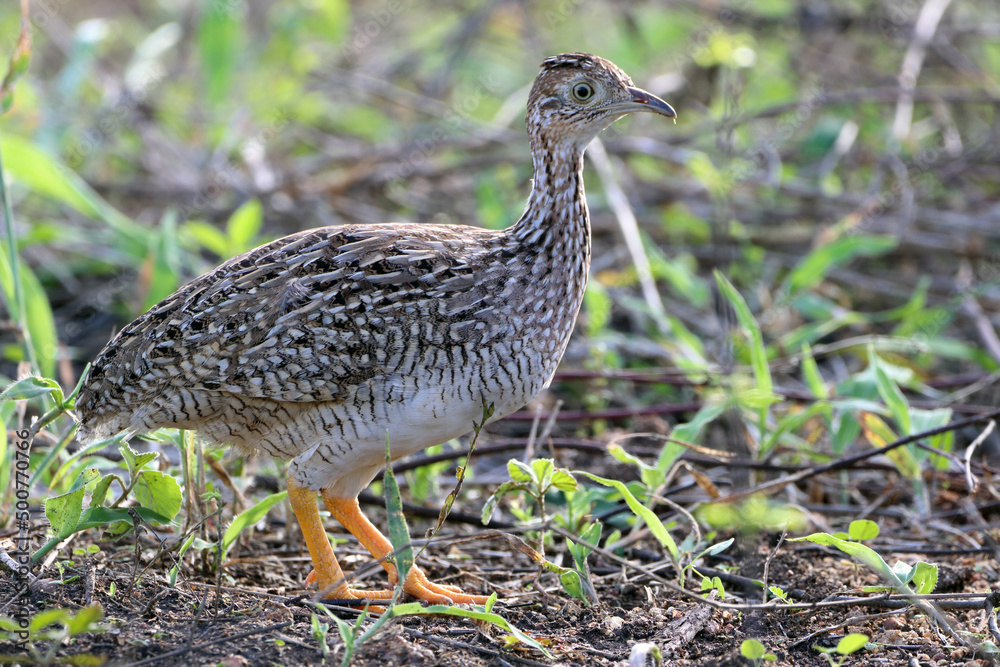White-bellied Nothura (Nothura boraquira) isolated, still, amid low foliage