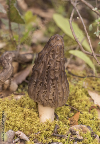 Morchella sp spring mushrooms with the appearance of honeycomb, dark brown or light brown, sheets forming cells and trabeculae