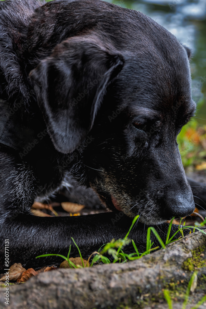 Scharzer Mischlingshund in der Natur Scharzer Mischlingshund in der Natur