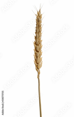 Dry wheat ear, grain isolated on white, clipping path
