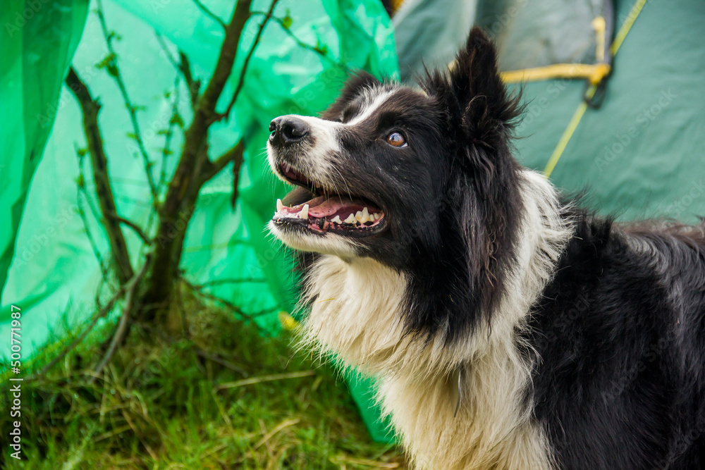 close-up of border collie