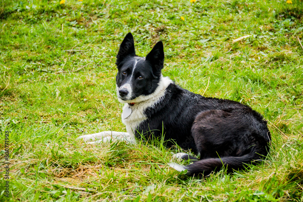 close-up of border collie