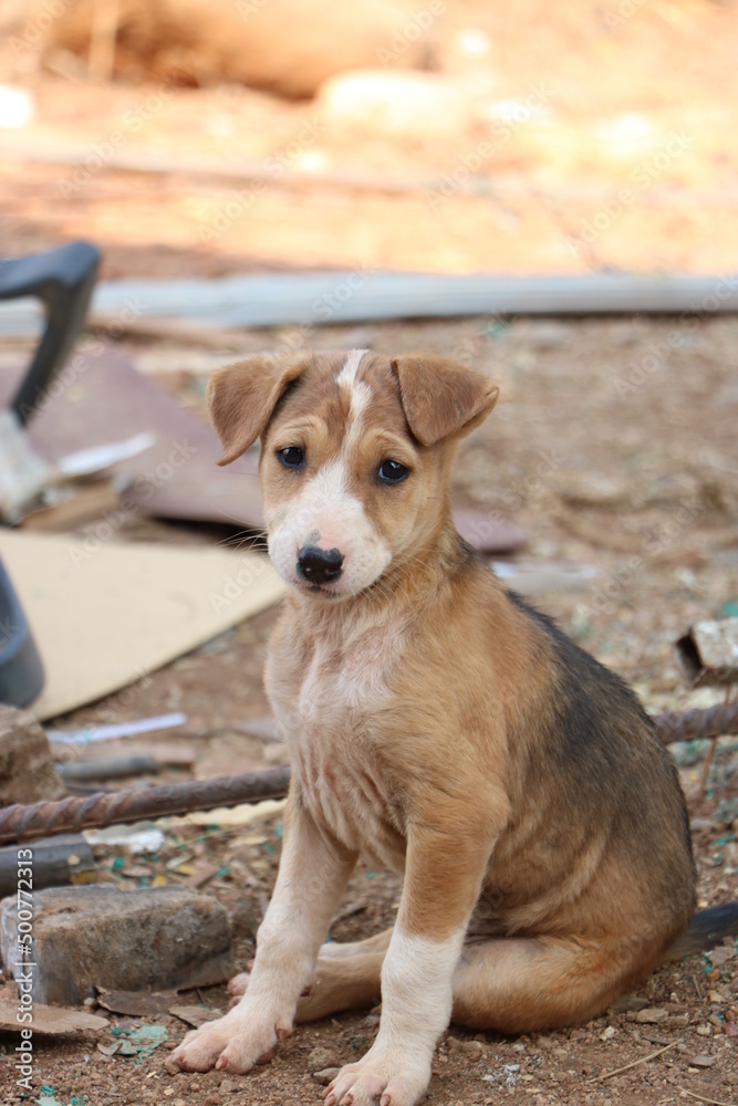Obraz premium puppy