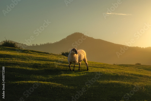 Fotografia A sheep with a great light in a sunset in a field of grass