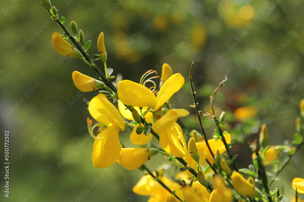 a branch of a broom with beautiful yellow flowers in a green forest closeup a branch of a broom with beautiful yellow flowers in a green forest closeup
