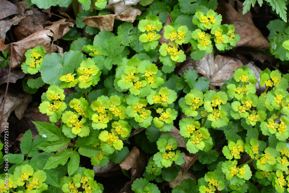 Chrysosplenium alternifolium blooms in nature in spring Chrysosplenium alternifolium blooms in nature in spring
