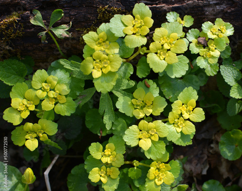 Chrysosplenium alternifolium blooms in nature in spring photo