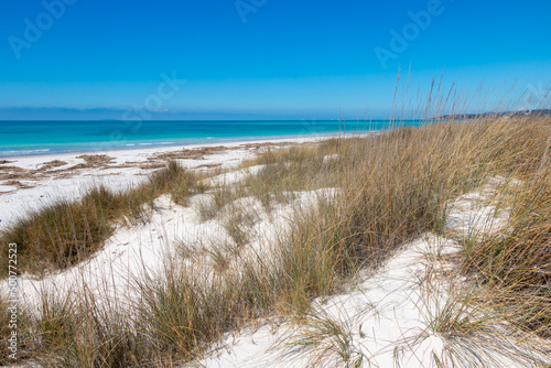 Mediterranean scrub on the dunes of a paradisiacal white beach