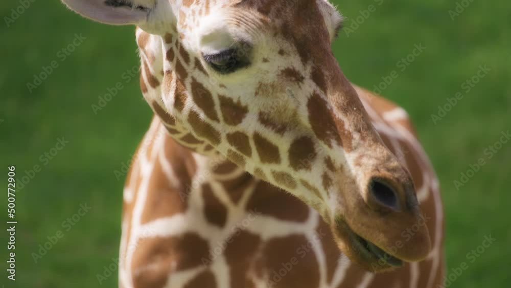 Beautiful Somali Giraffe chewing grass against the natural green blurred background. Slow motion. Beautiful Somali Giraffe chewing grass against the natural green blurred background. Slow motion.