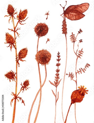 watercolor dried flowers. Eryngium planum,Carduus nutans,Dandelions, lavender, mouse peas, poppy, Vicia cracca and butterfly on a white background photo