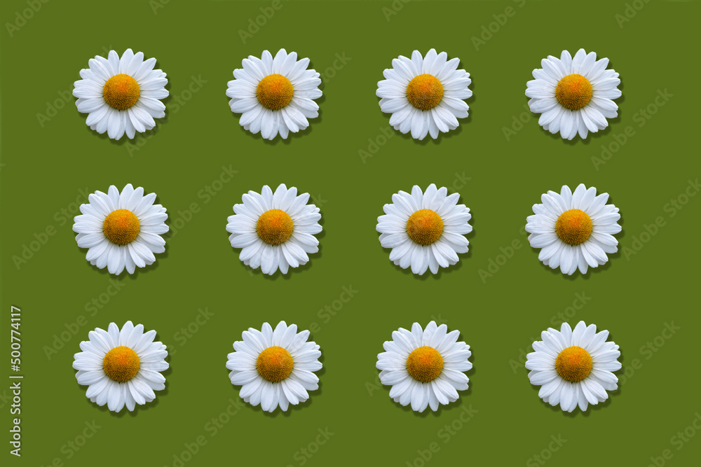 Floral pattern of daisies isolated on green background