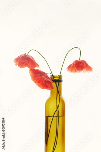 Three large red poppy flowers with long stems in a yellow transparent glass bottle with water on a white paper background