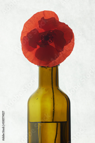 Red flowering poppy on a green stem in a transparent glass bottle on a white paper background