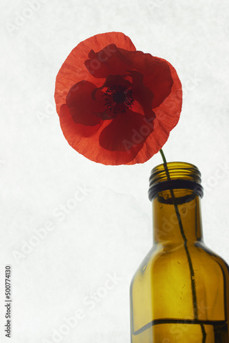 Red flowering poppy on a thin stem in a transparent glass bottle on a white paper background