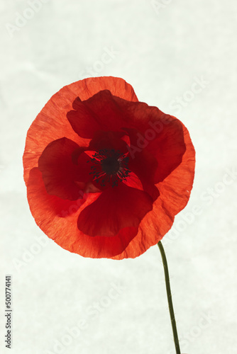 A large blooming poppy bud with details and beautiful red petals on a thin stem on a white background