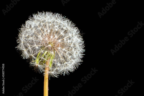 Perennial herbaceous plant dandelion on a black background. Close-up.