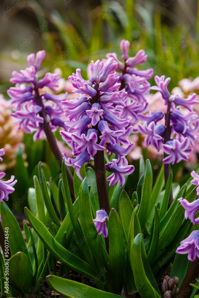 Obraz premium Hyacinth ( lat. Hyacínthus ) is a genus of plants in the Asparagus family ( Asparagaceae ). Previously, it was separated into its own Hyacinth family