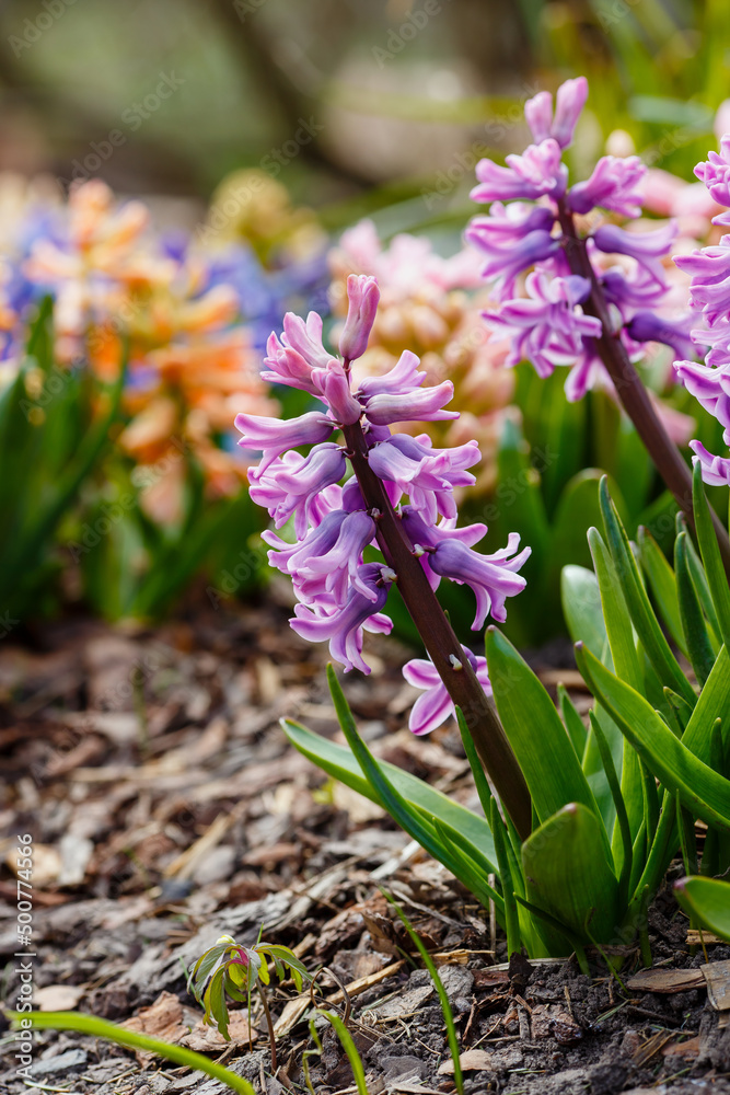 Obraz premium Hyacinth ( lat. Hyacínthus ) is a genus of plants in the Asparagus family ( Asparagaceae ). Previously, it was separated into its own Hyacinth family 