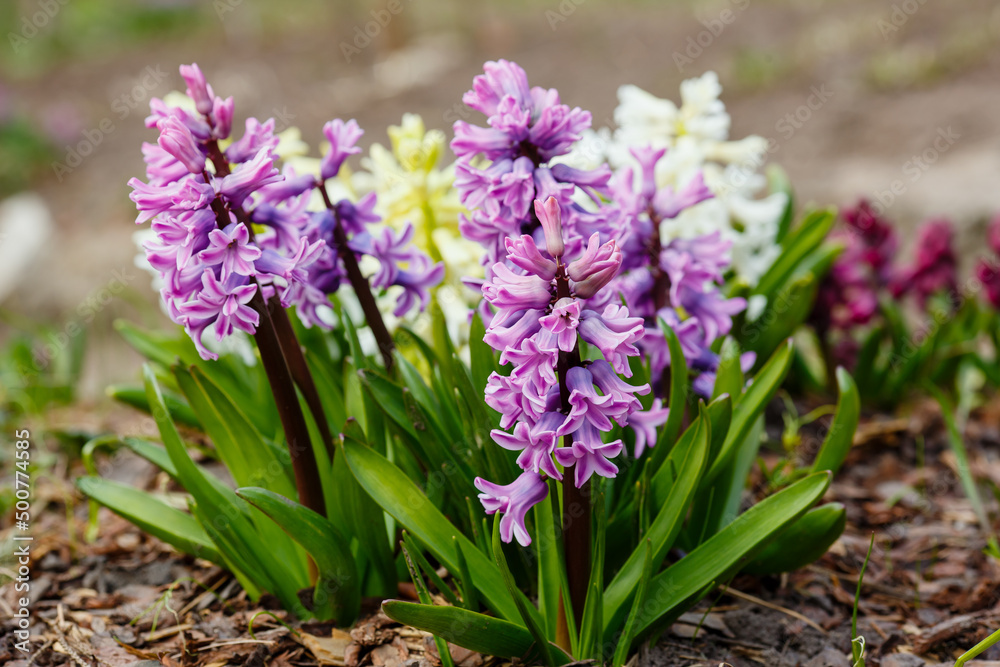 Fototapeta premium Hyacinth ( lat. Hyacínthus ) is a genus of plants in the Asparagus family ( Asparagaceae ). Previously, it was separated into its own Hyacinth family