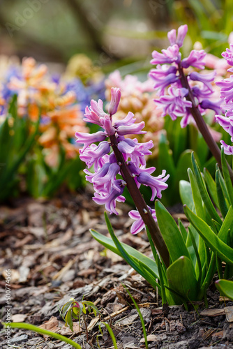 Hyacinth   lat. Hyac  nthus   is a genus of plants in the Asparagus family   Asparagaceae  . Previously  it was separated into its own Hyacinth family 