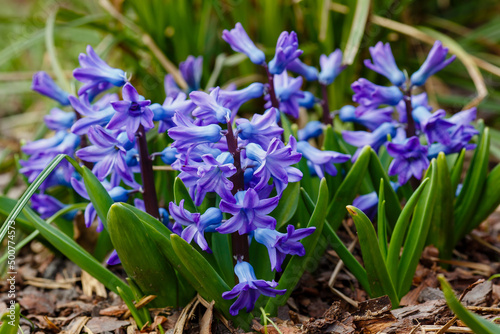 Blue flowers of Hyacinth. Hyacinthus is a genus of plants in the Asparagus family   Asparagaceae  . Previously  it was separated into its own Hyacinth family 