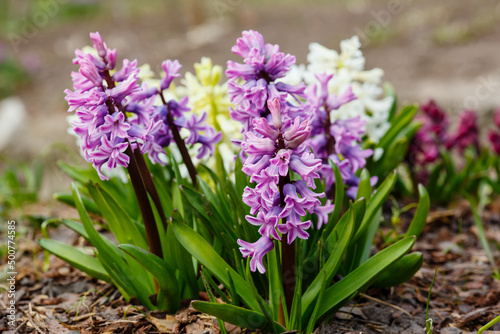 Hyacinth ( lat. Hyacínthus ) is a genus of plants in the Asparagus family ( Asparagaceae ). Previously, it was separated into its own Hyacinth family