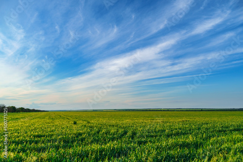 agricultural field with young green wheat sprouts  bright spring landscape on a sunny day  blue sky as background