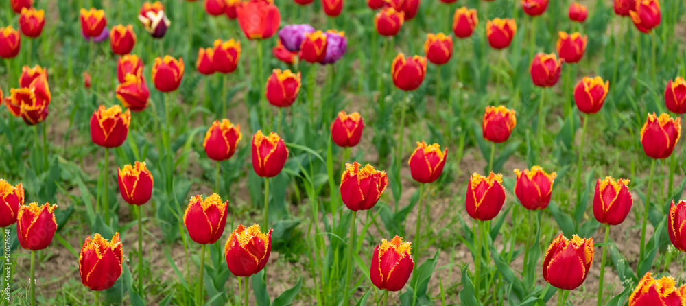 Obraz premium flowers of fresh holland tulips in field