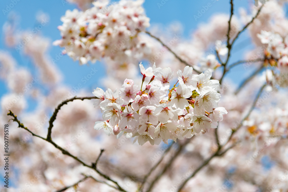 japanese cherry flower on branch of tree, selective focus. macro nature