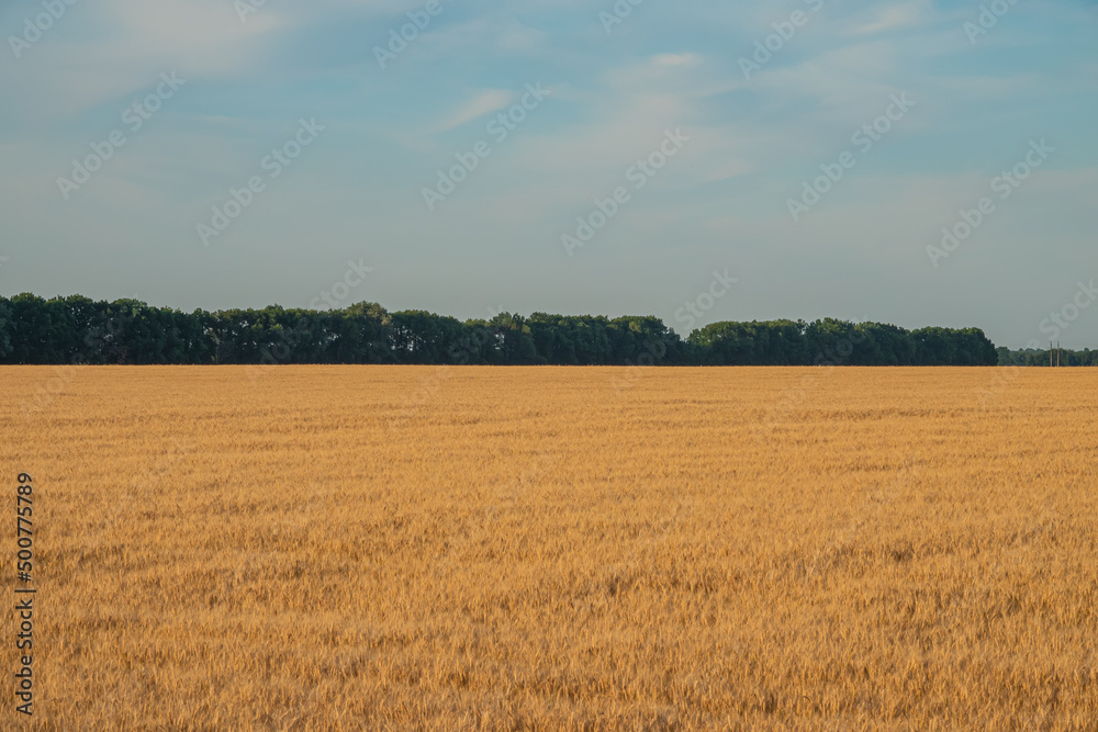 Field of golden wheat and deciduous forest. Field of golden wheat and deciduous forest.