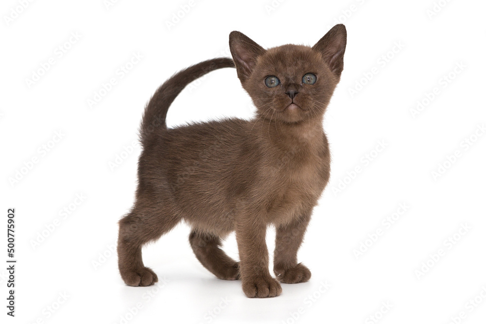 Kitten of the Burmese cat of chocolate color