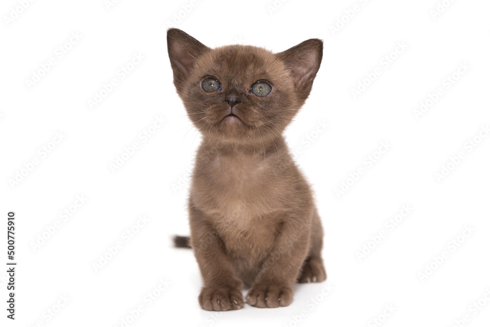 Kitten of the Burmese cat of chocolate color Kitten of the Burmese cat of chocolate color