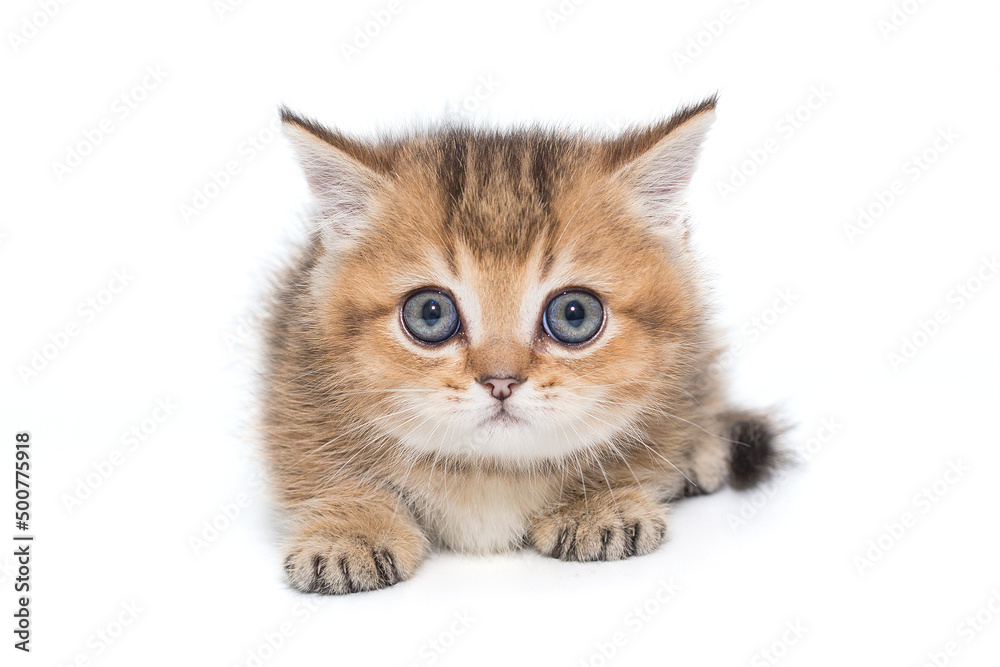 Small British kitten with blue eyes