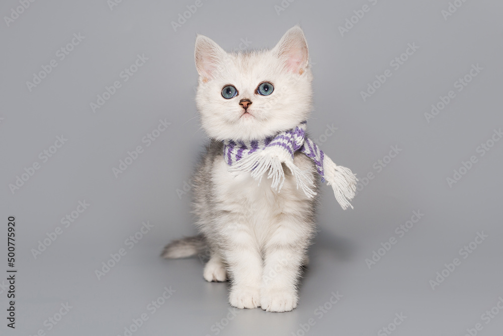 Small Scottish kitten in a scarf