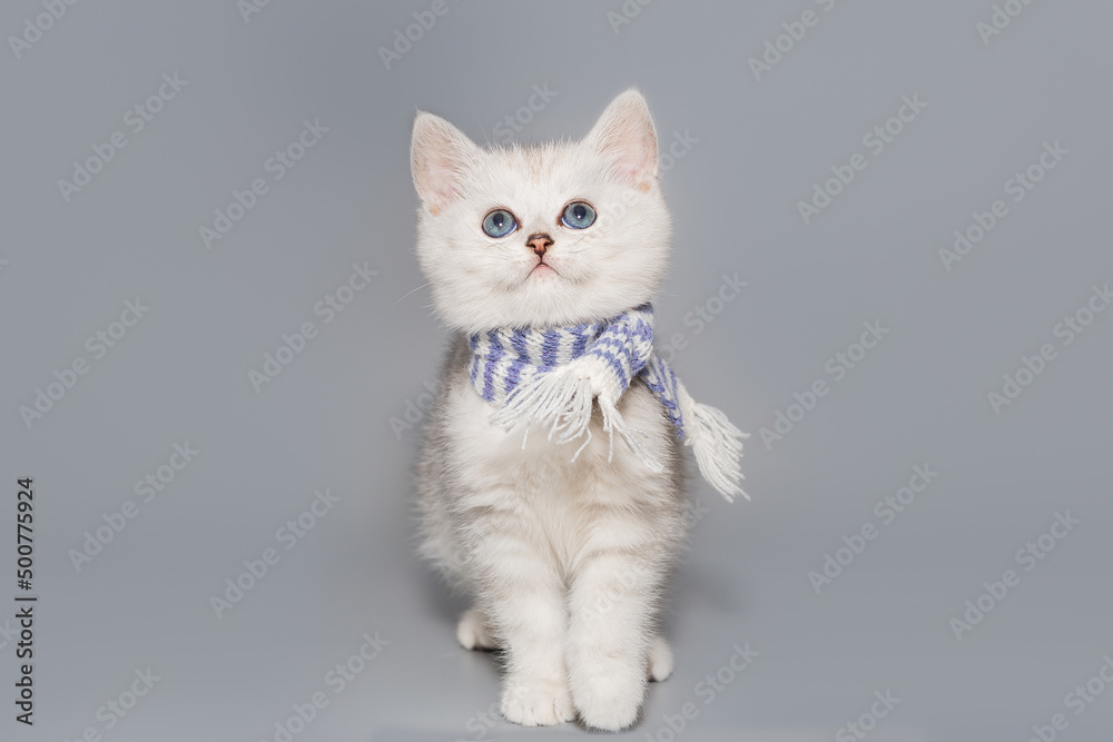 Small Scottish kitten in a scarf