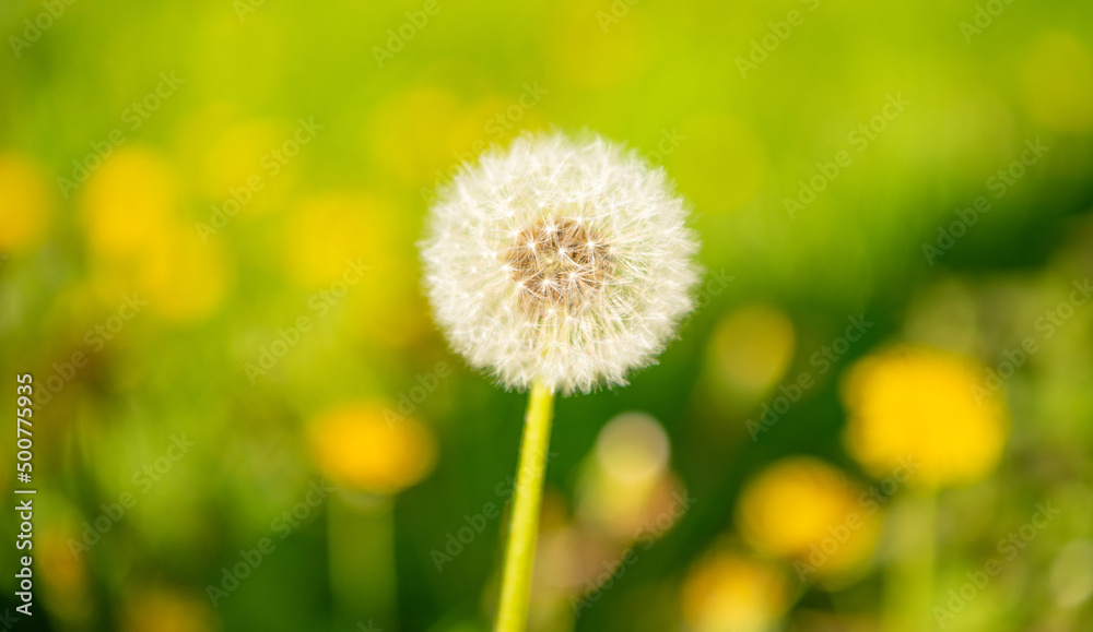 yellow dandelion blowball flower on blurred background. macro. nature beauty. selective focus yellow dandelion blowball flower on blurred background. macro. nature beauty. selective focus