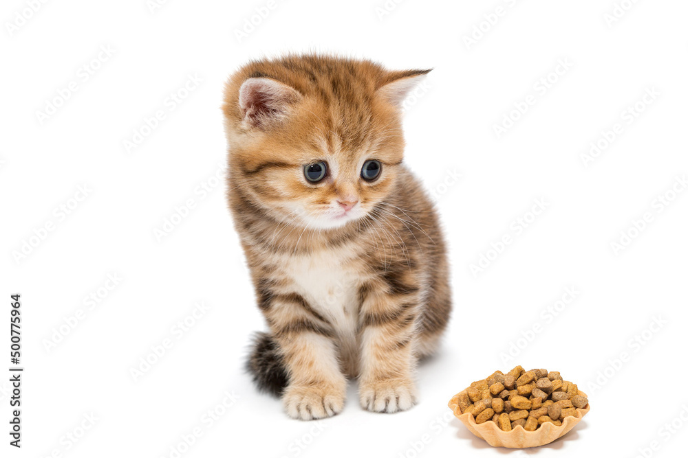 Naklejka premium Small British kitten and a tartlet of dry food