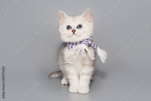 Small Scottish kitten in a scarf © Okssi